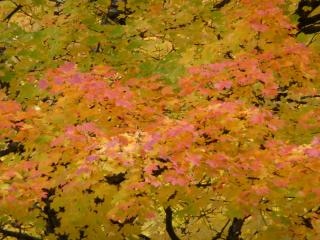 Colores otoño photoshop