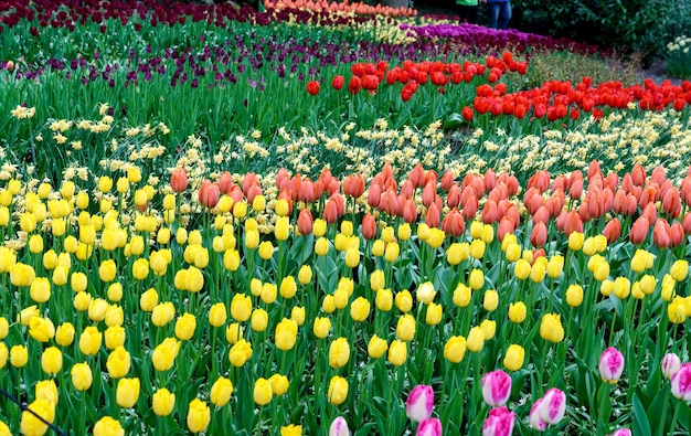 Coloridos Tulipanes En El Keukenhof Holanda Foto Premium