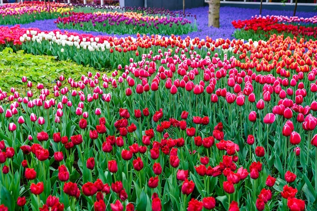 Coloridos Tulipanes En El Keukenhof Holanda Foto Premium