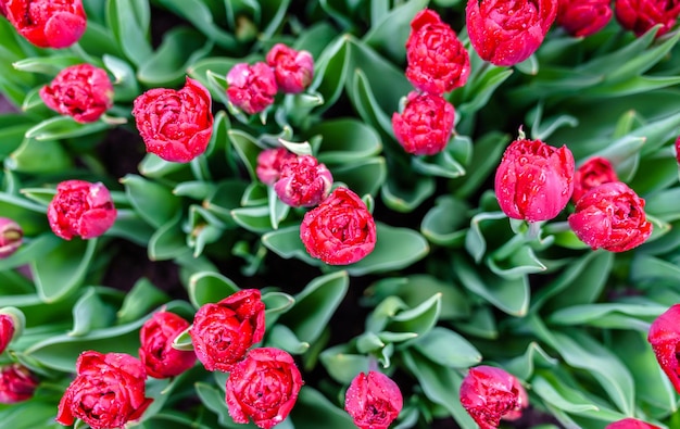 Coloridos Tulipanes En El Keukenhof Holanda Foto Premium