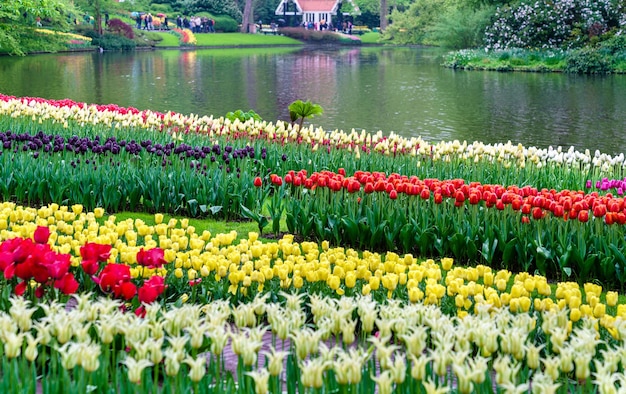 Coloridos Tulipanes En El Keukenhof Holanda Foto Premium