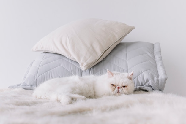 Composición adorable de mascota con gato blanco dormido Foto gratis