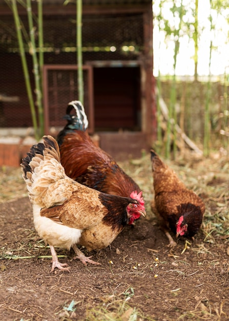 Concepto De Granja Con Aves Domesticas Foto Gratis