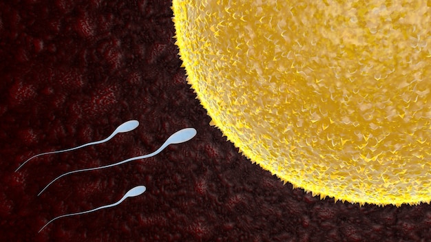 Concepto De óvulo Y Esperma Fertilización E Implantación Ilustración De Renderizado 3d Foto 5317