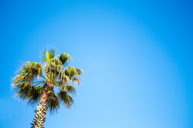 Concepto De Viaje Y Verano Palmera Sobre Cielo Azul Claro Foto Premium