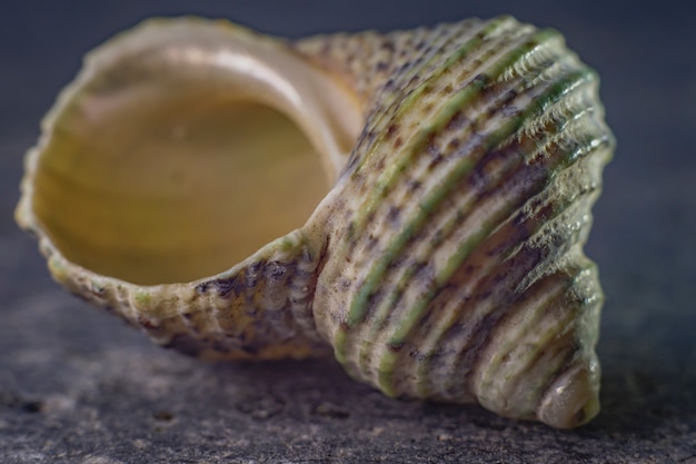 Concha espiral de un molusco marino. proporción áurea | Foto Premium