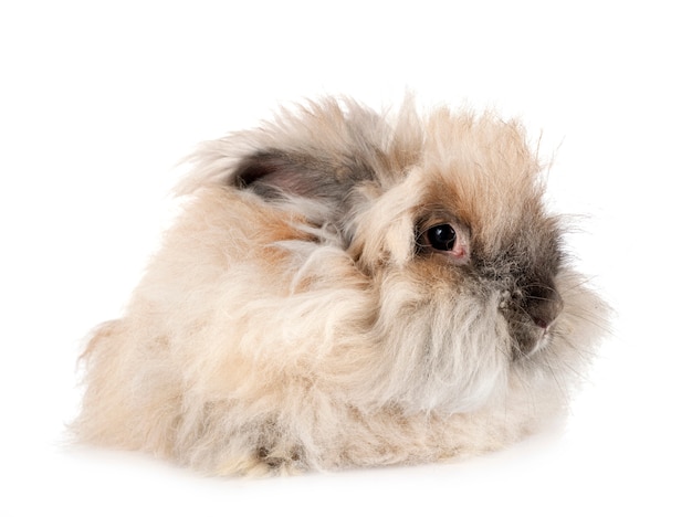 Conejo De Angora Ingles Foto Premium