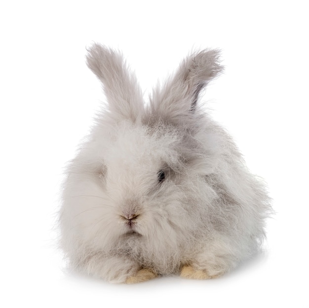 Conejo De Angora Ingles Foto Premium