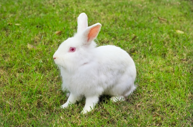 Conejo blanco de nueva zelanda en hierba verde | Descargar Fotos premium