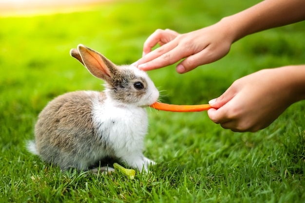 Un Conejo Comiendo Zanahoria En La Hierba Verde Por Mano Humana Foto Premium