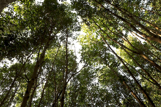 Crece el crecimiento forestal en países con mayor calidad de vida