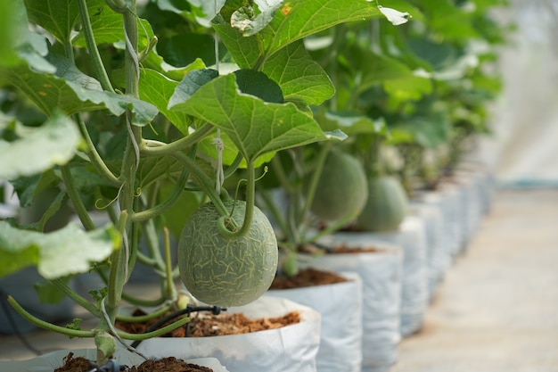 El Crecimiento Organico De La Fruta Del Melon Del Bebe En La Granja Del Invernadero Buena Nutricion Y Vitaminas Foto Premium