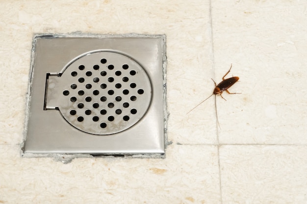 Cucaracha En El Bano Cerca Del Orificio De Drenaje El Problema Con Los Insectos Las Cucarachas Trepan Por Las Alcantarillas Foto Premium