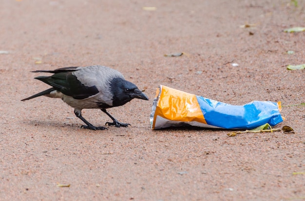 Los cuervos grises sacan una bolsa de basura en busca de comida y  contaminan la ciudad. | Foto Premium
