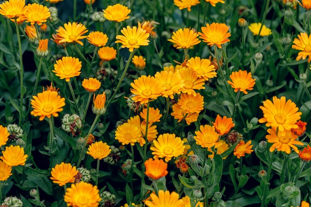 Cómo Cultivar Caléndula - Quiero Mas Plantas