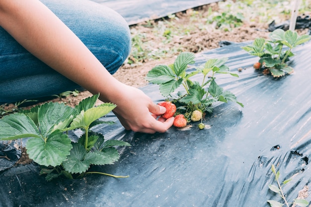 Cultivo Mujer Cosecha De Fresa Foto Premium