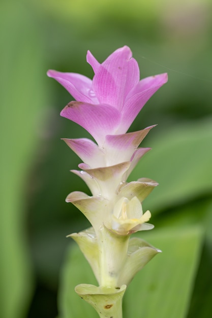 Curcuma Alismatifolia Flowers Es Una Planta Tropical Originaria De Tailandia A Veces Llama 9770