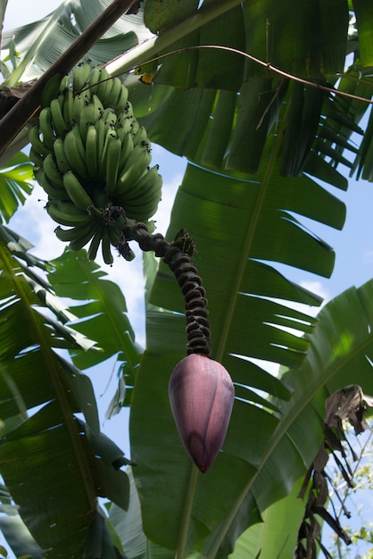 Detalle de un árbol de plátano, finca santa isabel, copán ...