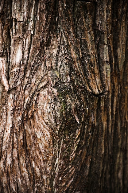 Detalle textura de tronco de árbol Foto Gratis