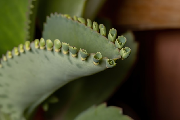 Detalles De Las Hojas De Una Planta Crasul Cea De La Especie Kalanchoe