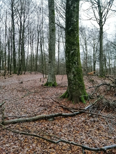 Disparo vertical de un bosque lleno de árboles de gran altura en larvik