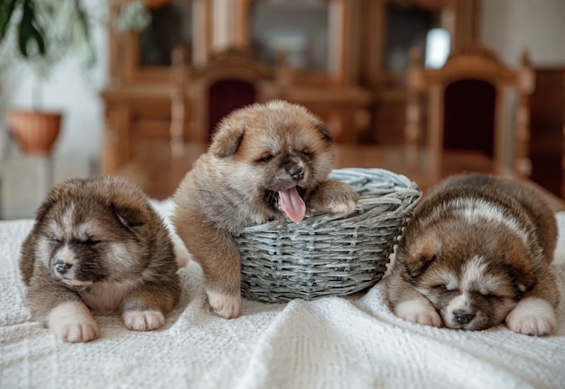 Divertidos Cachorros Recien Nacidos Duermen Cerca De Una Canasta Sobre Una Manta Foto Gratis