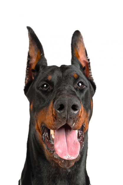 Doberman Con Lengua Fuera De La Boca Foto Premium