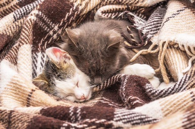 Dos Gatos Duermen Juntos Cubiertos Con Una Manta Foto Premium