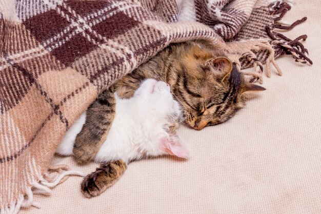 Dos Gatos Duermen Bajo El Plaid Abrazándose Foto Premium