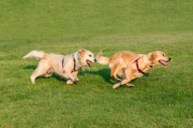 Dos golden retriever corriendo sobre hierba | Foto Premium