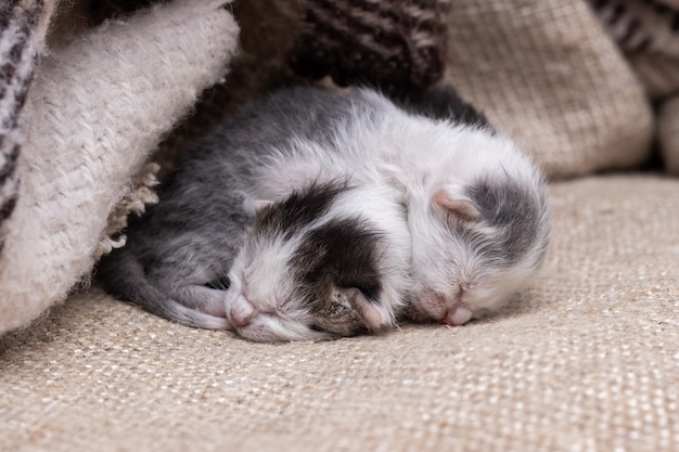 Dos Pequeños Gatitos Recién Nacidos Duermen Bajo Una Manta Foto Premium