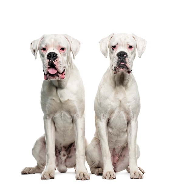 Dos Perros Boxer Blancos Sentados Recortar Foto Premium