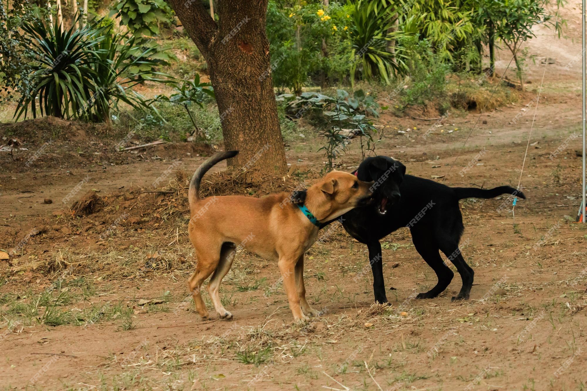 Dos Perros Mordiéndose Ese Es El Instinto Normal Los Perros Del Mismo Sexo Son Más Propensos A