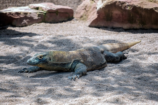 Drag N De Komodo Varanus Komodoensis En El Bioparc De Fuengirola