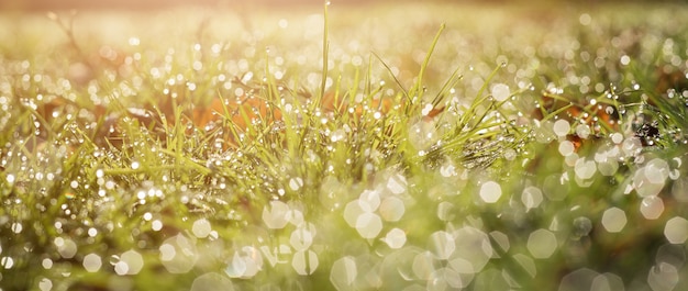 Ecología borrosa de hierba verde y lluvia cae f agua. bandera Foto Premium