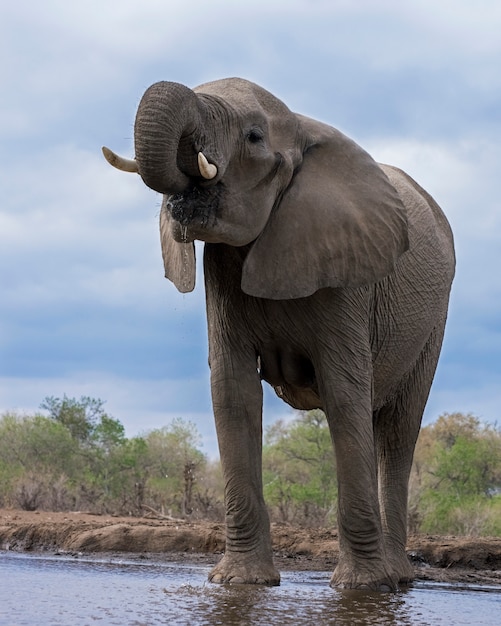 Elefante Bebiendo Agua De Un Lago Foto Premium