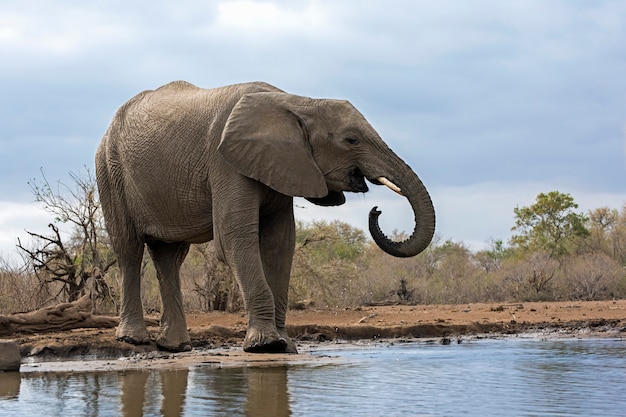 Elefante Bebiendo Agua De Un Lago Foto Premium