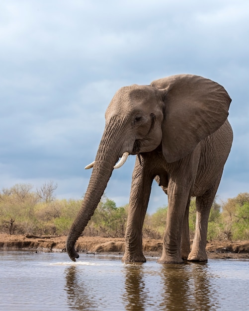 Elefante Bebiendo Agua De Un Lago Foto Premium