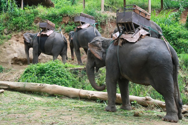 fueron-liberados-78-elefantes-por-la-falta-de-turistas
