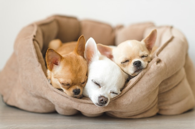 Encantadores Lindos Y Hermosos Cachorros De Chihuahua