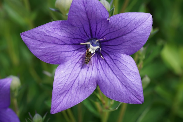 Enfoque selectivo de una abeja alimentándose de platycodon grandiflorus