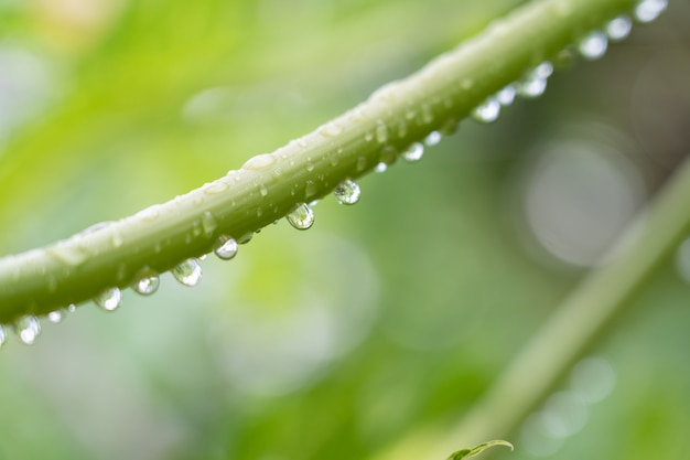 Enfoque selectivo gota de lluvia fresca de la rama de papaya en el árbol de papaya para uso de fondo Foto Premium