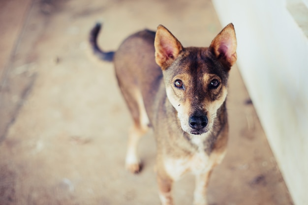 Enfoque Suave Un Perro Callejero Solo La Vida Esperando La Comida Perro Callejero Abandonado Sin Hogar Esta Tirado En La Calle Pequeno Perro Abandonado Triste En El Sendero Foto Premium