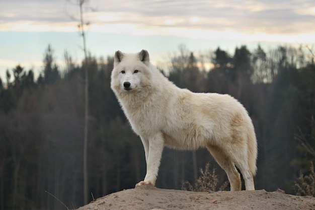 Enorme Lobo ártico Macho Muy De Cerca Foto Gratis 