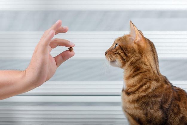 Enseñarle a un gato doméstico a dar órdenes para recibir un premio. gato y golosina en mano | Foto Premium