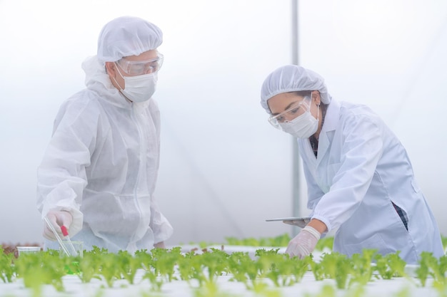 Equipo Científico Analizando Plantas En Bandeja De Cosecha De Hortalizas Proceso De Hidroponía