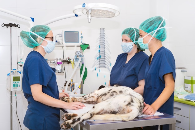 Equipo De Veterinarios En La Sala De Cirugía Preparando Un Perro Para La Cirugía Foto Premium 1076