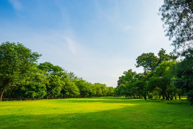 Escena Del Hermoso Parque En Parque Público Con Campo De Hierba Verde ...