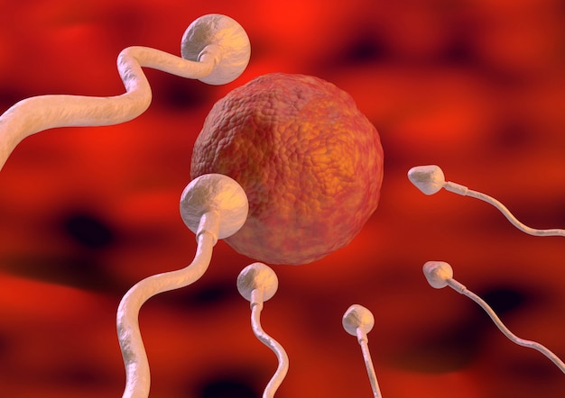 Espermatozoide Hacia La Célula Del Huevo Dentro Del útero En La