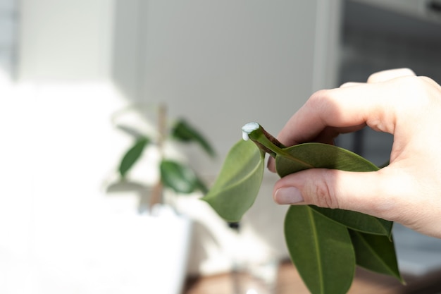 Esquejes De Ficus Cr A De Plantas En Macetas Ficus Elastica Foto